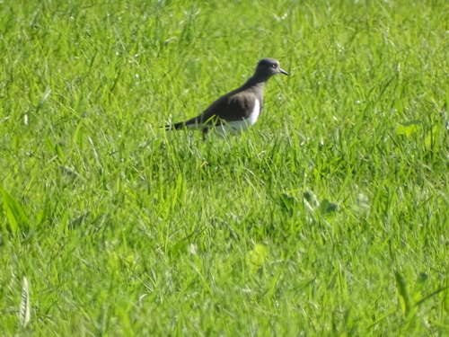 Black-winged Lapwing (Vanellus melanopterus)