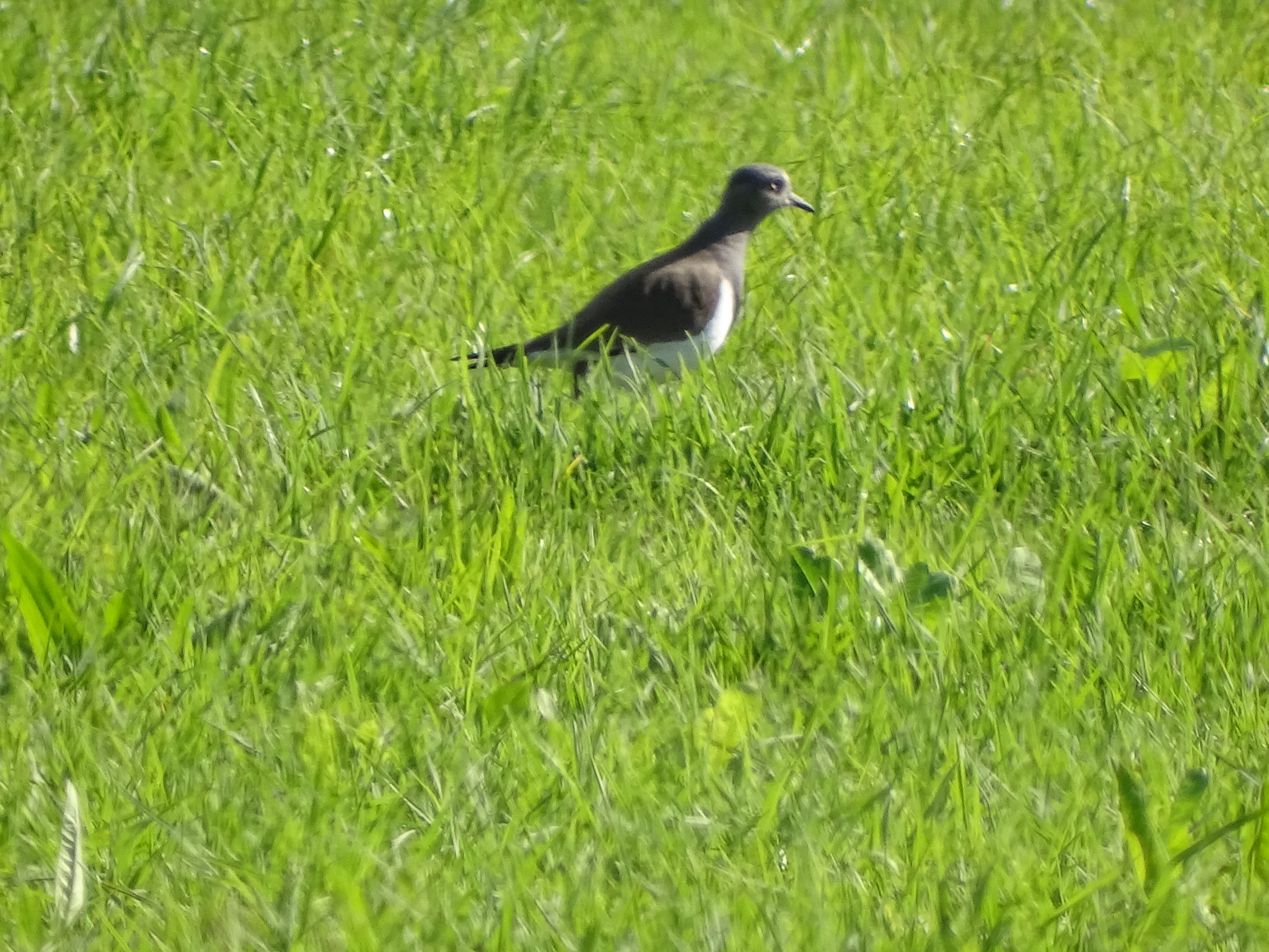 Black-winged Lapwing (Vanellus melanopterus), photo 1
