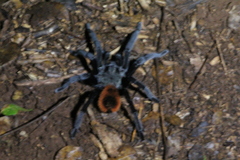 Tliltocatl epicureanus