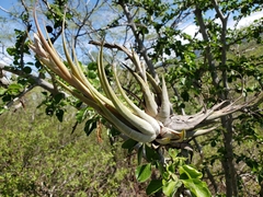 Tillandsia circinnatioides