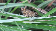 Taractrocera ceramas