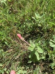Oenothera rosea