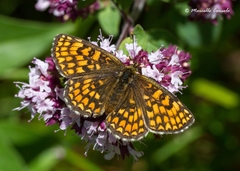 Melitaea celadussa