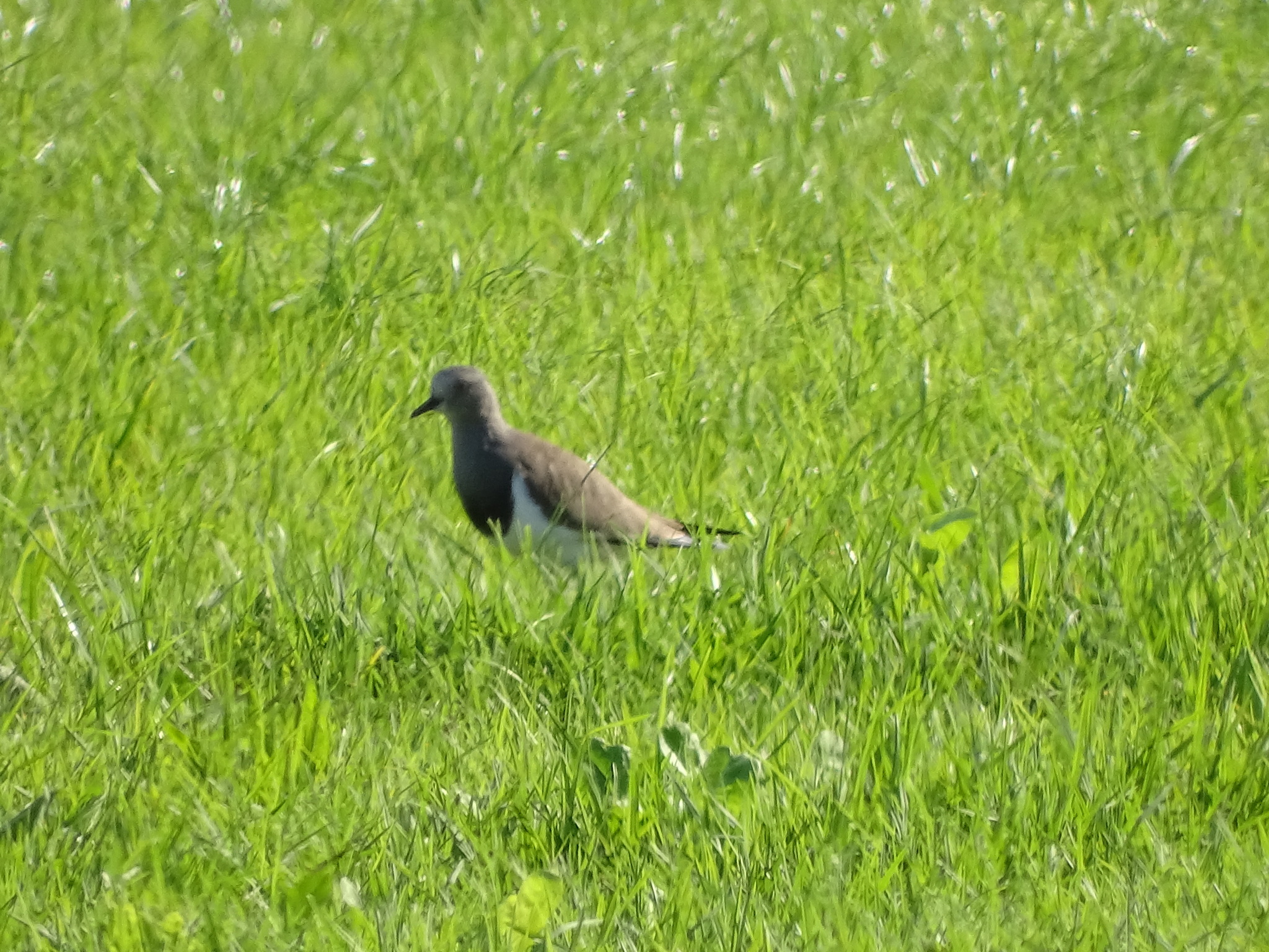 Black-winged Lapwing (Vanellus melanopterus), photo 2