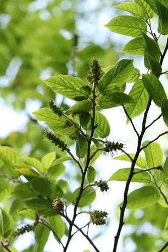 Corylopsis multiflora, photograph 3