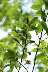 Corylopsis multiflora, photograph author not stated, no rights reserved