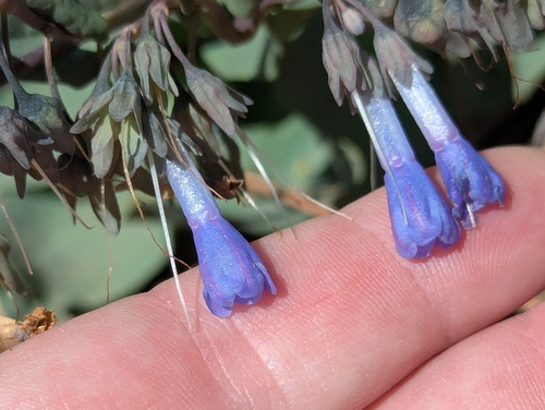 Macdougal's Bluebell (Mertensia macdougalii)