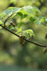 Corylopsis multiflora, photograph author not stated, no rights reserved