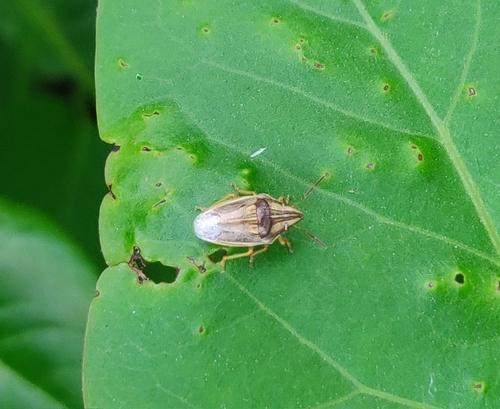 Photo of Bishop's Mitre Shield Bug (Aelia acuminata)