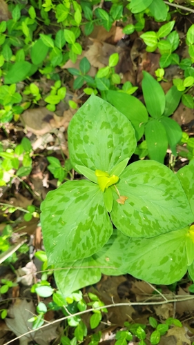 Image of Trillium luteum by no rights reserved