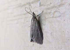 Pyrausta demantrialis