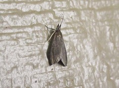 Pyrausta demantrialis