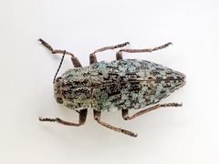 Dicerca tuberculata