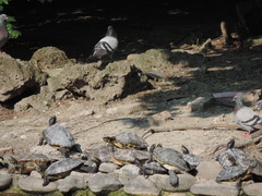 Columba livia domestica