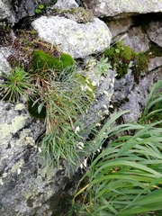 Silene altaica
