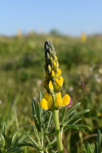 Image of Lupinus luteus by no rights reserved