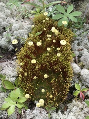 Splachnum luteum