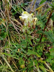 Pedicularis compacta