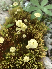 Splachnum luteum