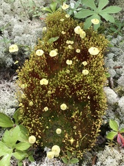 Splachnum luteum
