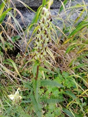 Pedicularis compacta