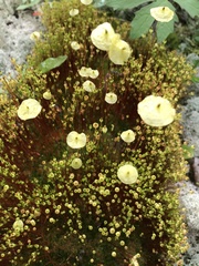 Splachnum luteum