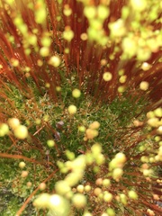 Splachnum luteum