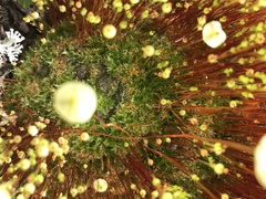 Splachnum luteum