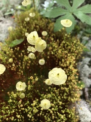 Splachnum luteum
