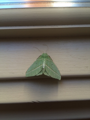 Dichorda illustraria