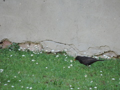 Turdus merula