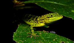 Pseudocalotes tympanistriga