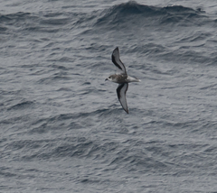 Pterodroma inexpectata