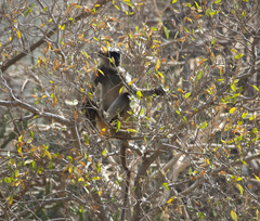 Semnopithecus hypoleucos