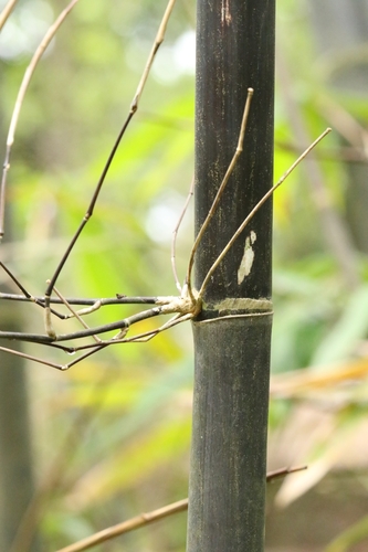 Image of Gigantochloa atroviolacea by no rights reserved