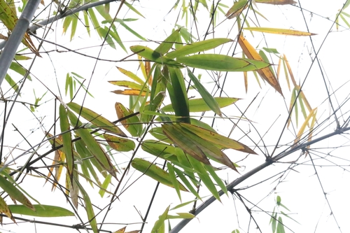 Image of Gigantochloa atroviolacea by no rights reserved