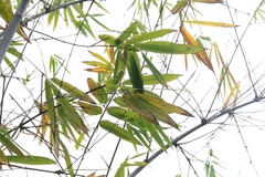 Gigantochloa atroviolacea, photograph author not stated, no rights reserved
