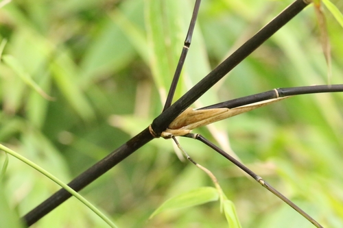 Image of Gigantochloa atroviolacea by no rights reserved