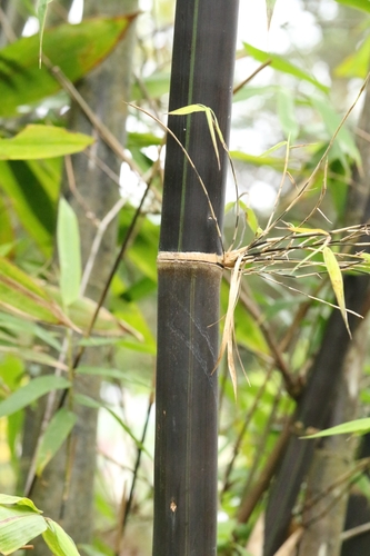 Image of Gigantochloa atroviolacea by no rights reserved