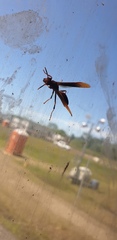Polistes canadensis