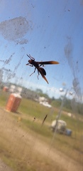 Polistes canadensis