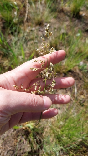 Anthoxanthum repens (Anthoxanthum repens)