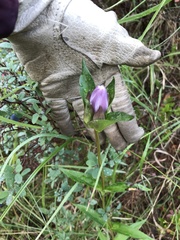 Gentiana rubricaulis