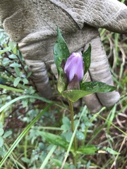 Gentiana rubricaulis