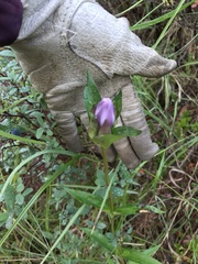 Gentiana rubricaulis
