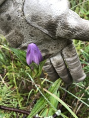 Gentiana rubricaulis