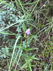 Gentiana rubricaulis