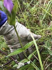 Gentiana rubricaulis