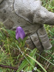 Gentiana rubricaulis