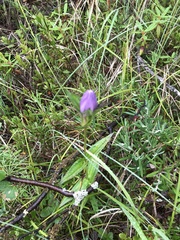 Gentiana rubricaulis